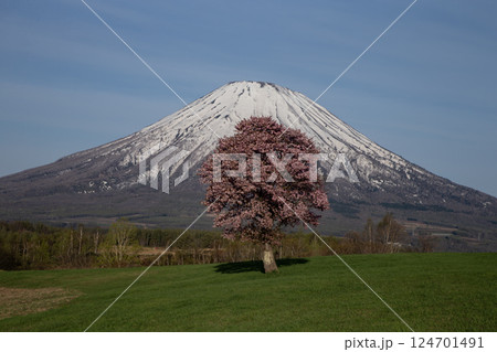 羊蹄山と一本桜 124701491
