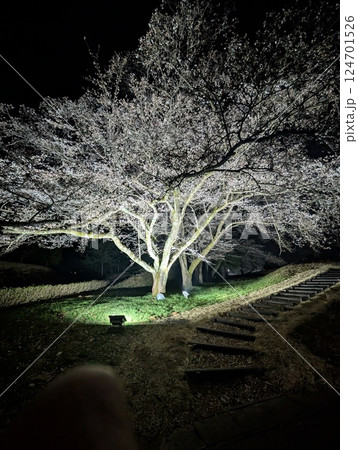 夜桜 124701526