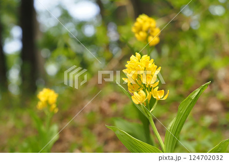 キンランの花 キンランの花 124702032