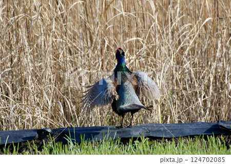 キジ pheasant / Japan 124702085