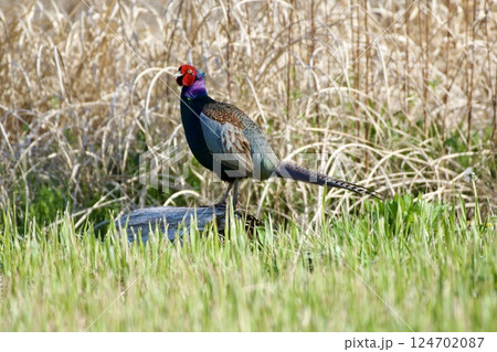 キジ pheasant / Japan 124702087