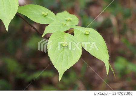 ハナイカダの花(雄花) ハナイカダの花(雄花) 124702396