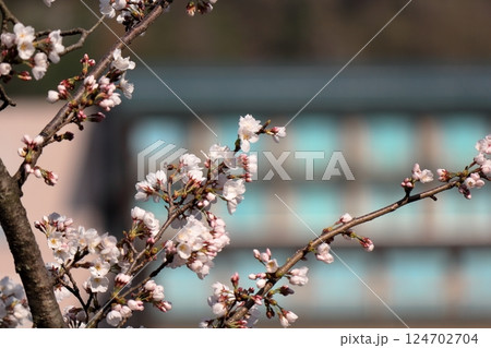 桜の花とつぼみ 124702704