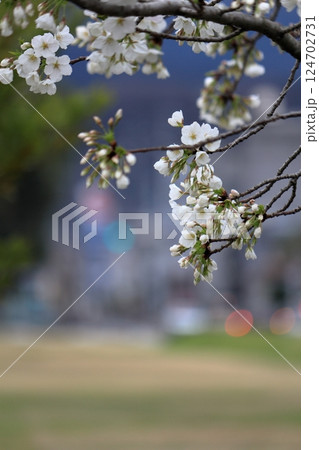 桜の花が咲き始めました 桜の花が咲き始めました 124702731