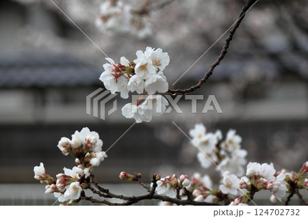 桜の花が咲き始めました 124702732