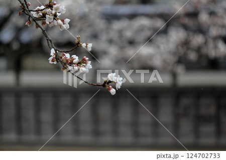 桜の花が咲き始めました 桜の花が咲き始めました 124702733