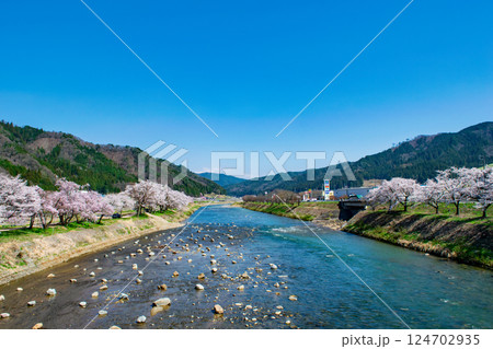 飛騨高山　国府町　宮川沿い桜野公園に咲く満開の桜　4月下旬 124702935