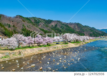 飛騨高山　国府町　宮川沿い桜野公園に咲く満開の桜　4月下旬 124702936