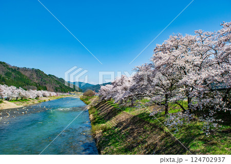 飛騨高山　国府町　宮川沿い桜野公園に咲く満開の桜　4月下旬 124702937