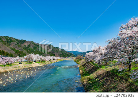 飛騨高山　国府町　宮川沿い桜野公園に咲く満開の桜　4月下旬 124702938