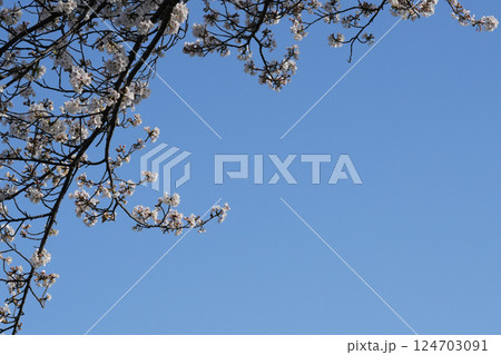 多摩霊園の桜 124703091