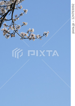 多摩霊園の桜 多摩霊園の桜 124703092