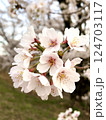 さくら咲きました 124703117