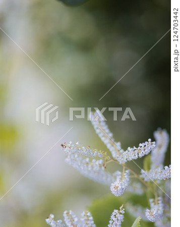 満開のメイフラワー 満開のメイフラワー 124703442