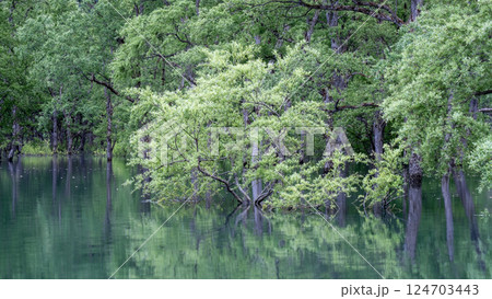 白川湖の水没林 124703443