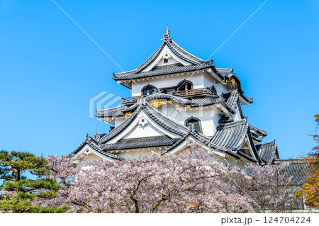 滋賀 彦根城 天守と満開の桜 滋賀 彦根城 天守と満開の桜 124704224