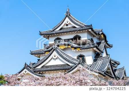 滋賀 彦根城　天守と満開の桜 124704225