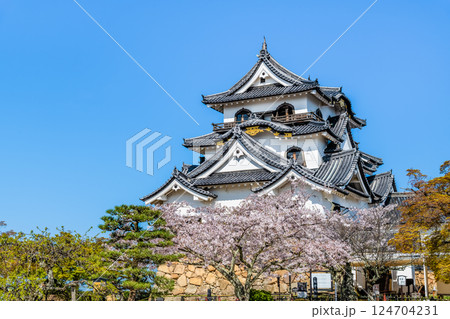 滋賀 彦根城　天守と満開の桜 124704231