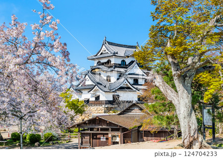 滋賀 彦根城　天守と満開の桜 124704233