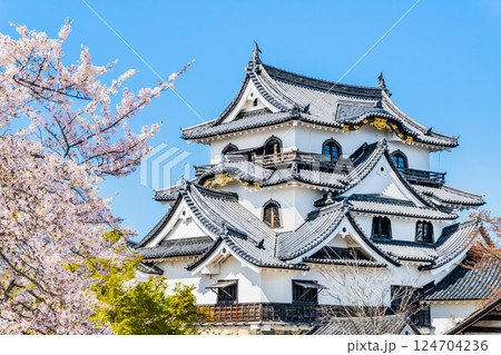 滋賀 彦根城 天守と満開の桜 滋賀 彦根城 天守と満開の桜 124704236