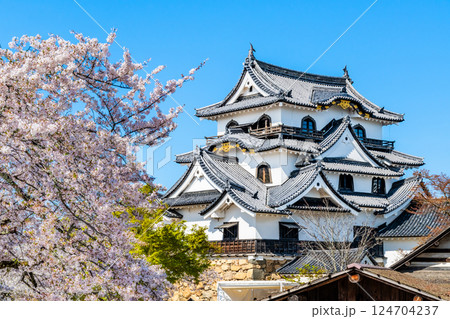 滋賀 彦根城　天守と満開の桜 124704237