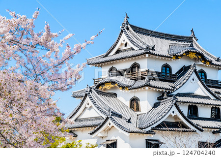滋賀 彦根城 天守と満開の桜 滋賀 彦根城 天守と満開の桜 124704240