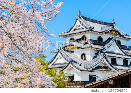 滋賀 彦根城　天守と満開の桜 124704242