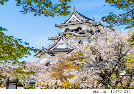 滋賀 彦根城　天守と満開の桜 124704250