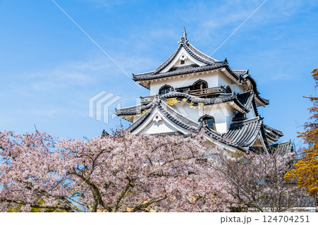 滋賀 彦根城　天守と満開の桜 124704251
