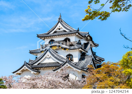 滋賀 彦根城　天守と満開の桜 124704254