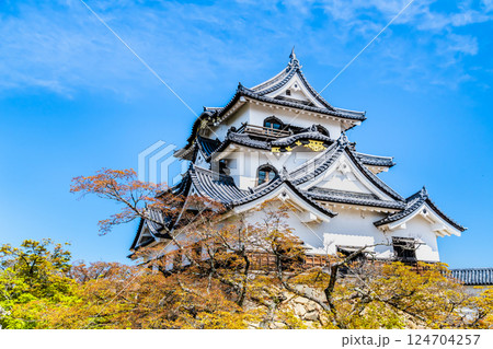 滋賀 彦根城　天守と満開の桜 124704257