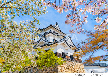 滋賀 彦根城 天守と満開の桜 滋賀 彦根城 天守と満開の桜 124704258