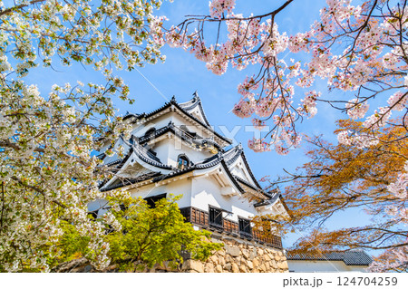 滋賀 彦根城　天守と満開の桜 124704259