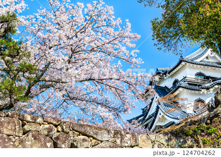 滋賀 彦根城 天守と満開の桜 滋賀 彦根城 天守と満開の桜 124704262