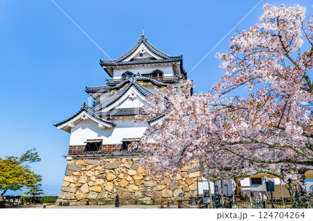 滋賀 彦根城 天守と満開の桜 滋賀 彦根城 天守と満開の桜 124704264