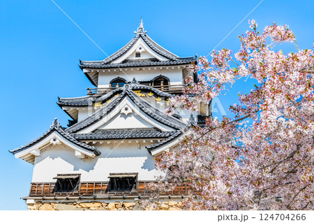 滋賀 彦根城 天守と満開の桜 滋賀 彦根城 天守と満開の桜 124704266