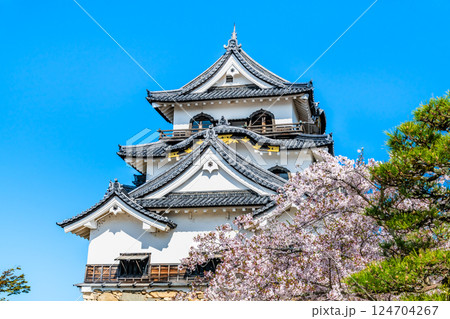 滋賀 彦根城 天守と満開の桜 滋賀 彦根城 天守と満開の桜 124704267