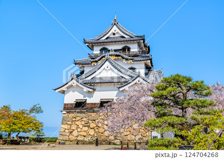 滋賀 彦根城　天守と満開の桜 124704268