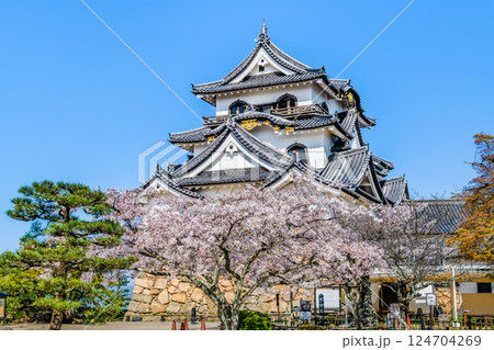 滋賀 彦根城　天守と満開の桜 124704269