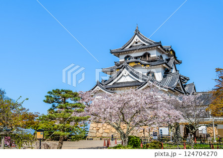 滋賀 彦根城 天守と満開の桜 滋賀 彦根城 天守と満開の桜 124704270