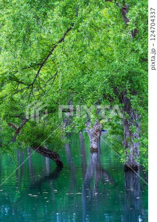 白川湖の水没林 124704337