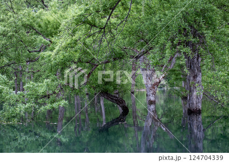 白川湖の水没林 白川湖の水没林 124704339