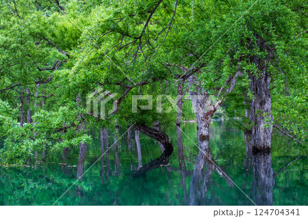 白川湖の水没林 白川湖の水没林 124704341
