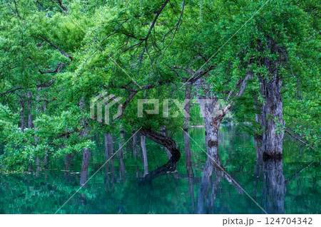 白川湖の水没林 白川湖の水没林 124704342