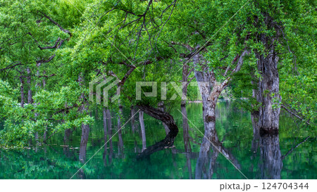 白川湖の水没林 124704344
