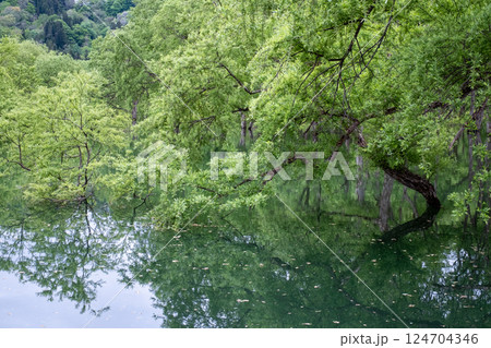 白川湖の水没林 124704346