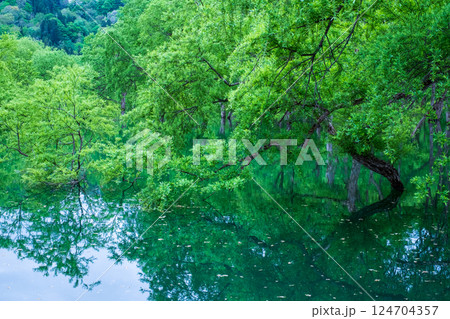 白川湖の水没林 白川湖の水没林 124704357