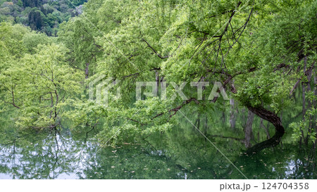 白川湖の水没林 白川湖の水没林 124704358