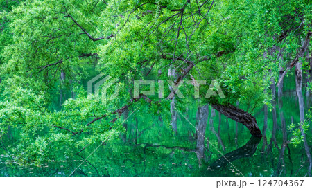 白川湖の水没林 124704367