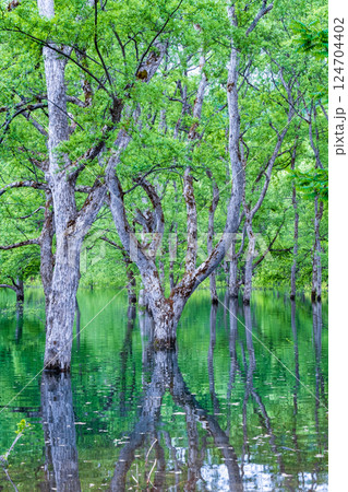 白川湖の水没林 白川湖の水没林 124704402